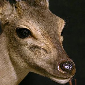 Blue Duiker Full Mount Taxidermy Up Close