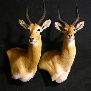 Kob Shoulder Mount Taxidermy