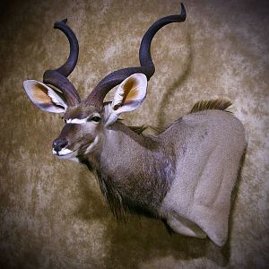 Kudu Shoulder Mount Taxidermy