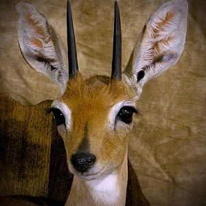 Steenbok on Africa Shield Mount Taxidermy Close Up