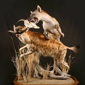 Spotted Hyenas Full Mount Taxidermy