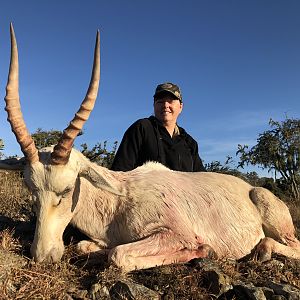 South Africa Hunt White Blesbok