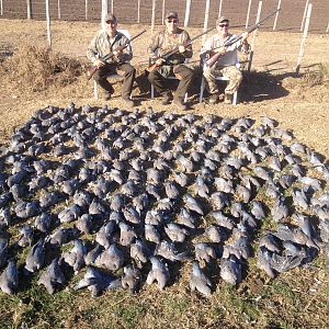 Argentina Dove Hunting