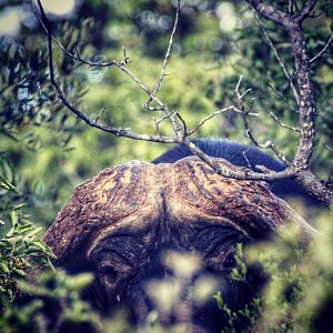 Cape Buffalo South Africa