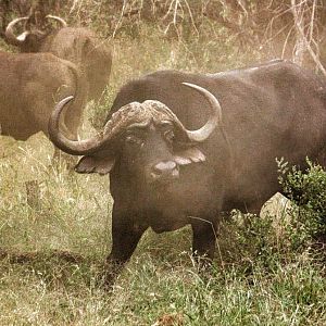 Cape Buffalo South Africa