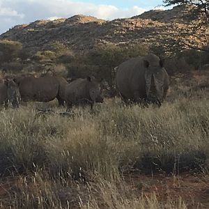White Rhinos Kalahari South Africa