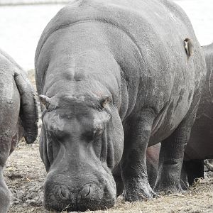 Hippos Chobe National Park Botswana