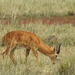 Lechwe Chobe National Park Botswana