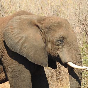 Elephant Chobe National Park Botswana