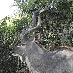 Kudu Chobe National Park Botswana
