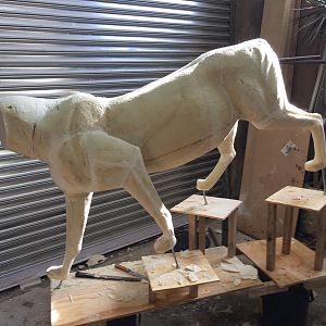 Lioness Full Mount Taxidermy Process