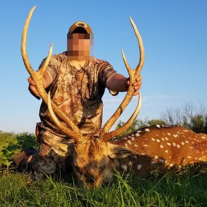 Texas Hunt Axis Deer