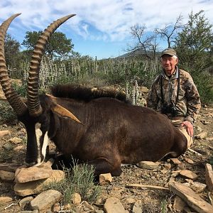 South Africa Hunting Sable Antelope