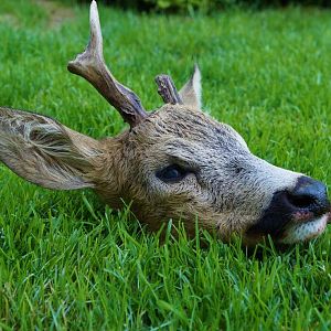 Hunting Roe Deer in Austria