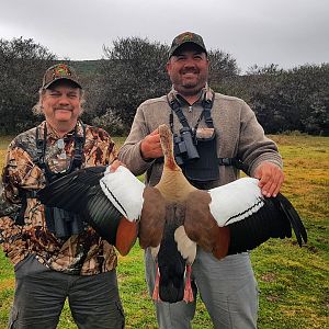 Egyptian Goose Hunting in South Africa