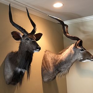 Taxidermy 2017 safari