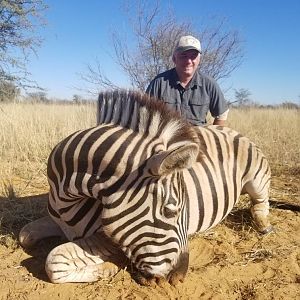 Hunting Burchell's Plain Zebra