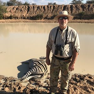 Burchell's Plain Zebra Hunt South Africa
