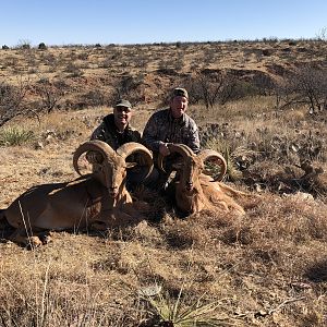 Texas Hunting Aoudad