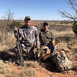 Mouflon Hunting Texas