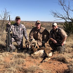 Texas Hunt Mouflon