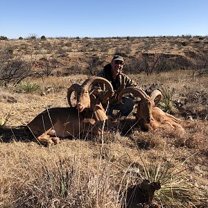 Texas Hunting Aoudad