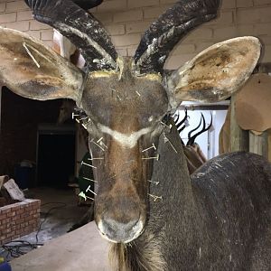 Kudu Shoulder Mount Taxidermy