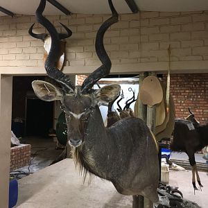 Kudu Shoulder Mount Taxidermy