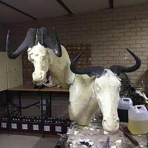 Black & Blue Wildebeest Shoulder Mount Taxidermy