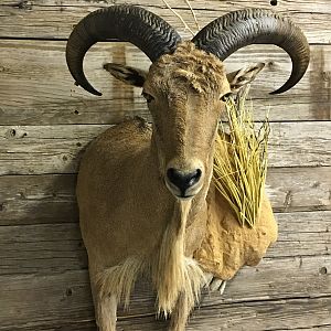 Aoudad Shoulder Mount Taxidermy