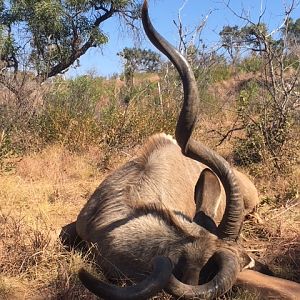 Hunting Kudu South Africa