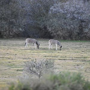 Burchell's Plain Zebra South Africa