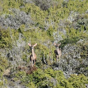 Kudu Females South Africa