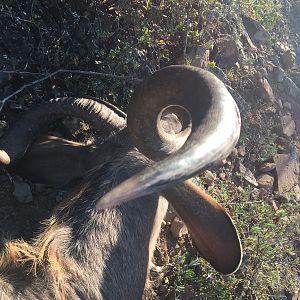 Horn of Kudu