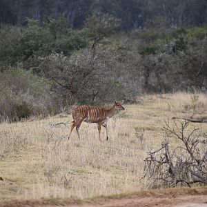 Nyala Female South Africa