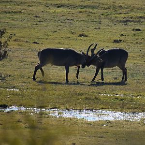 Waterbuck South Africa