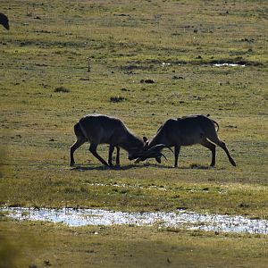 Waterbuck South Africa