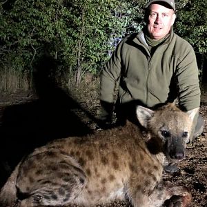 Hunting Spotted Hyena Zimbabwe
