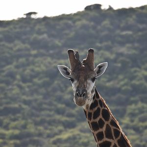 Giraffe Up Close South Africa