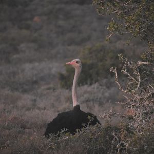 Ostrich South Africa