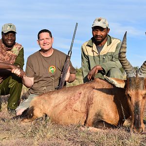 South Africa Hunting Red Hartebeest