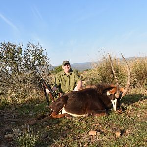 Sable Antelope Hunting in South Africa