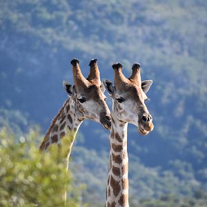 Giraffe South Africa