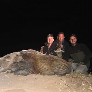 Bow Hunt Bushpig in South Africa