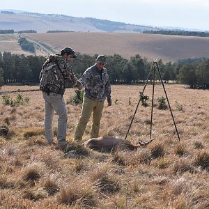 Hunting Blesbok South Africa