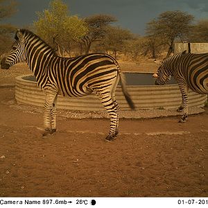 Burchell's Plain Zebra Trail Cam Pictures South Africa
