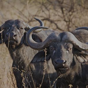 Cape Buffalo South Africa