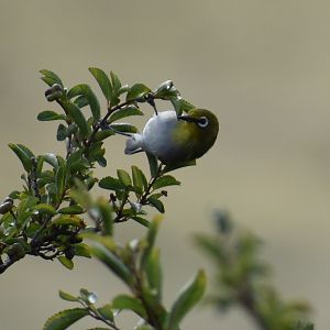 Bird Life South Africa