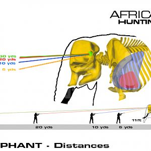 Hunting Elephant Shot Placement