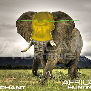 Hunting Elephant Quater View Shot Placement